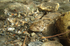 hydrobiologie13.jpg